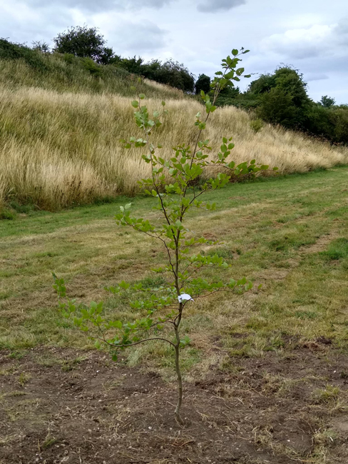 Tree planting at Rock Caistor site on Lincolnshire Wolds