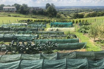 An update on the Hillside Market Garden at Rock Foundation Caistor